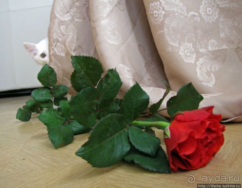 Знакомьтесь, кот Леший. Первый год