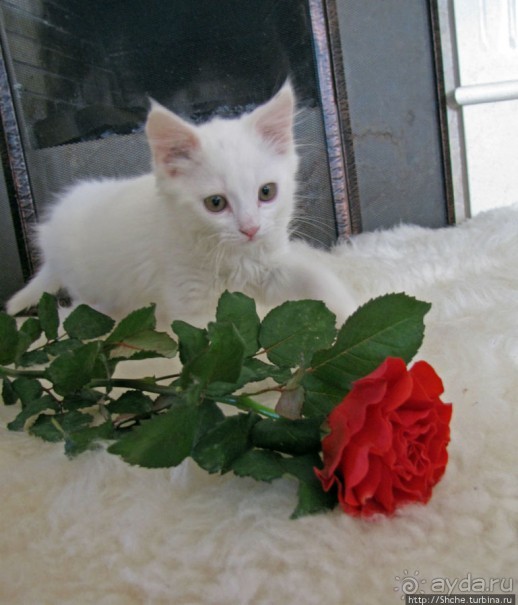 Знакомьтесь, кот Леший. Первый год