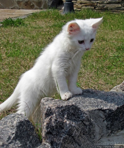 Знакомьтесь, кот Леший. Первый год
