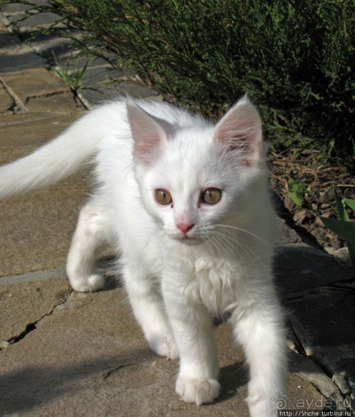 Знакомьтесь, кот Леший. Первый год