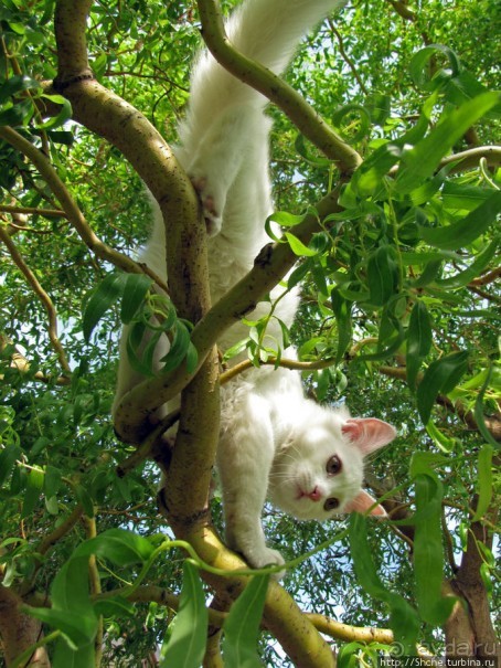 Знакомьтесь, кот Леший. Первый год