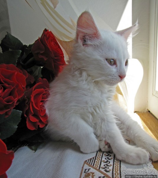 Знакомьтесь, кот Леший. Первый год