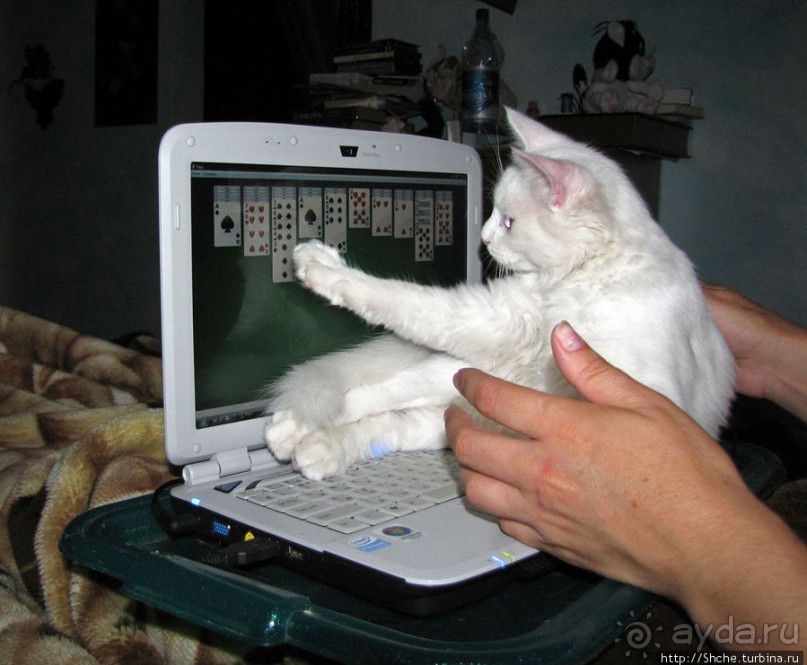 Знакомьтесь, кот Леший. Первый год