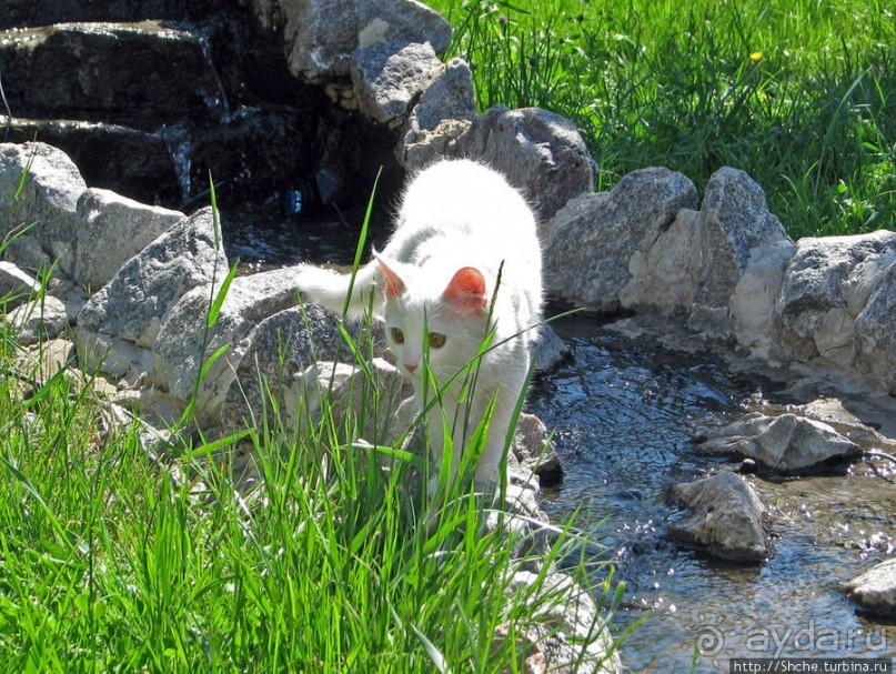 Знакомьтесь, кот Леший. Первый год
