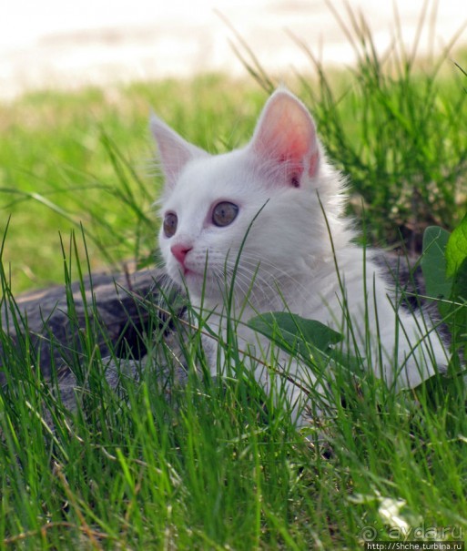 Знакомьтесь, кот Леший. Первый год