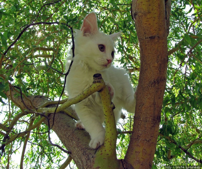 Знакомьтесь, кот Леший. Первый год