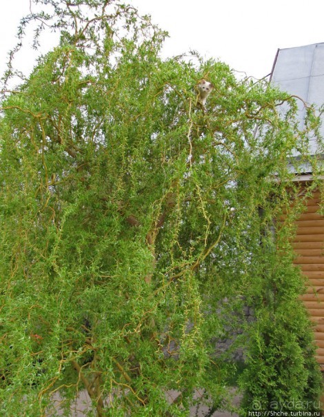 Знакомьтесь, кот Леший. Первый год