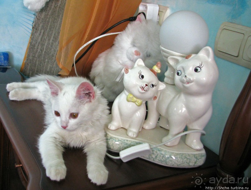 Знакомьтесь, кот Леший. Первый год