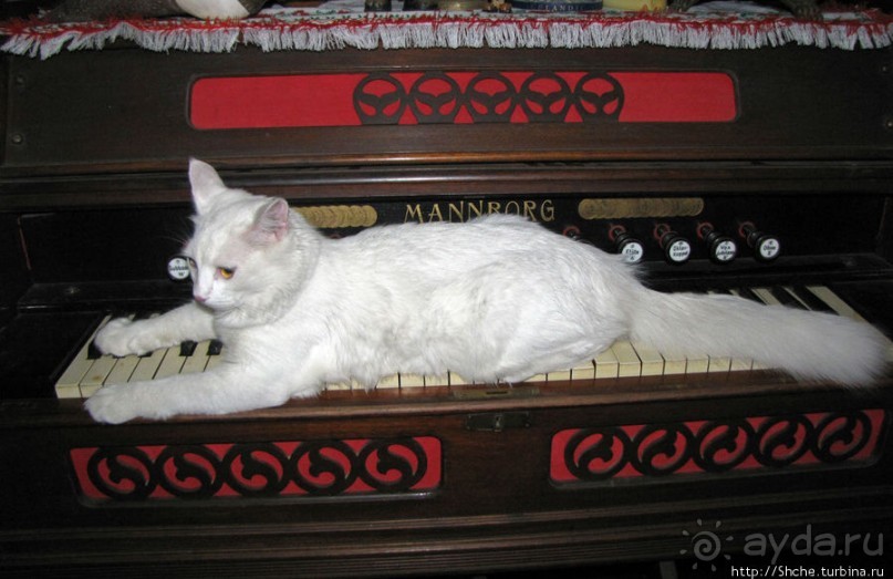 Знакомьтесь, кот Леший. Первый год