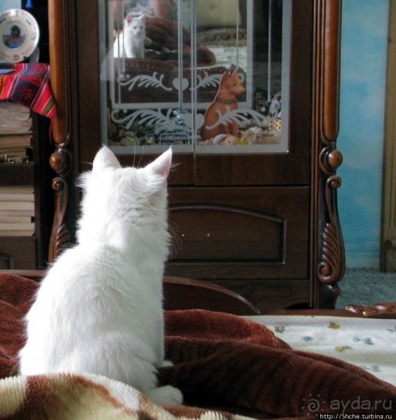 Знакомьтесь, кот Леший. Первый год