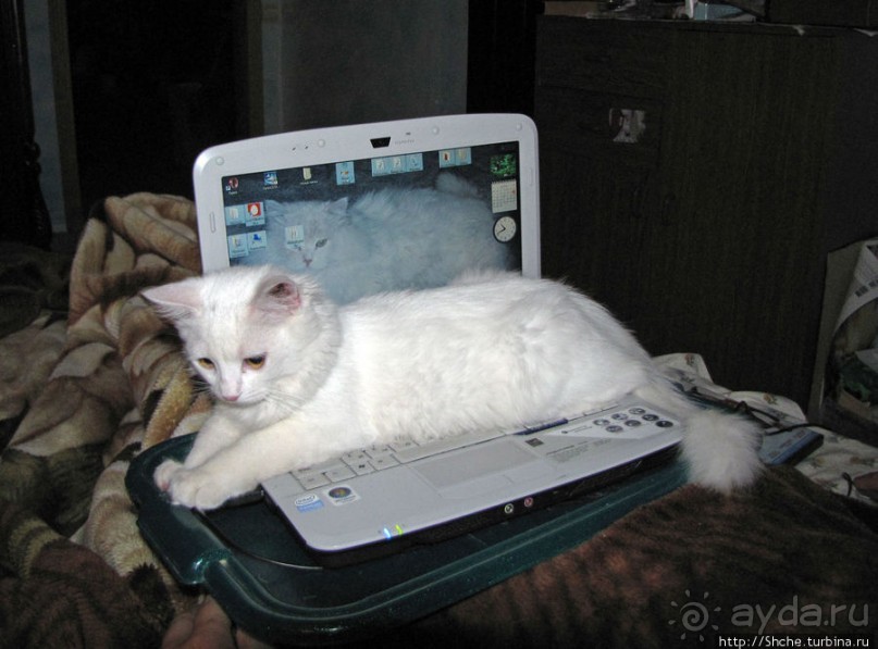 Знакомьтесь, кот Леший. Первый год