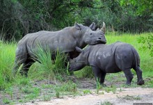 Четыре из пяти