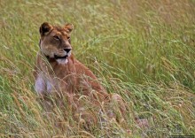 Четыре из пяти