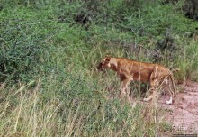 Четыре из пяти