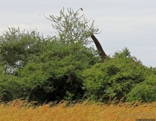 Четыре из пяти