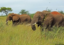 Четыре из пяти