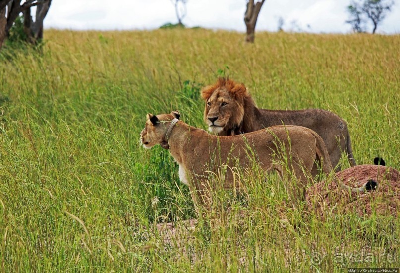 Четыре из пяти