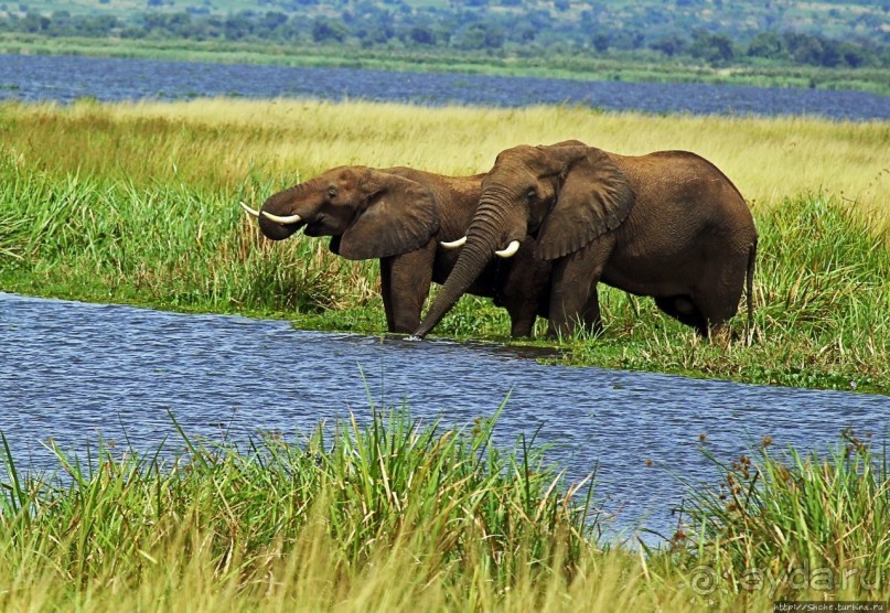 Четыре из пяти