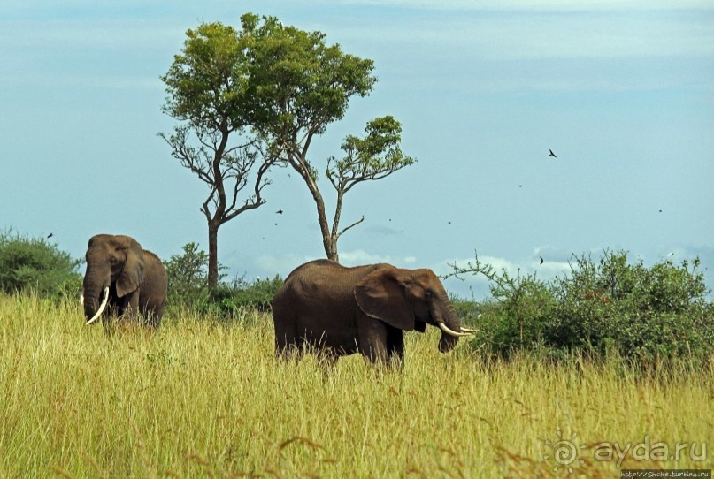 Четыре из пяти