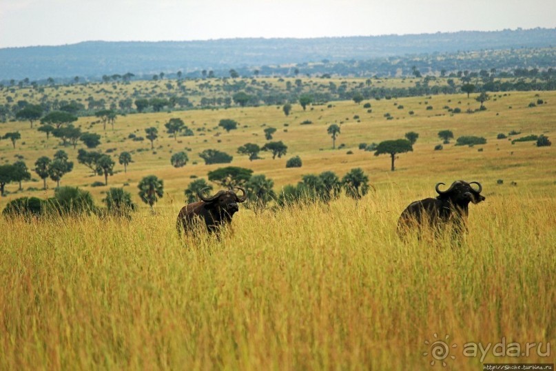 Четыре из пяти
