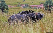 Четыре из пяти