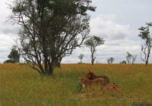 Четыре из пяти