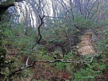 Прогулка после динозавров