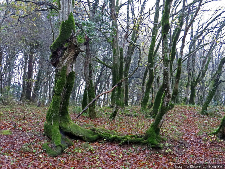 Прогулка после динозавров