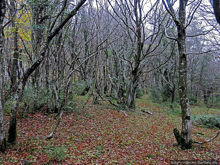 Прогулка после динозавров