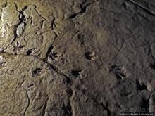 Прогулка после динозавров