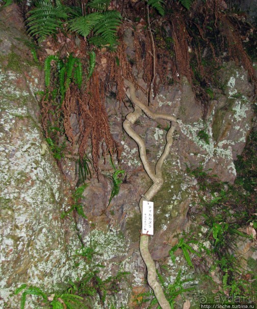 Храмовый комплекс Eiho-ji, действующий монастырь дзэн 14 век