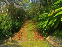 фото Флорес