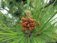 Уинтроп — типичный городок Новой Англии на берегу Атлантики