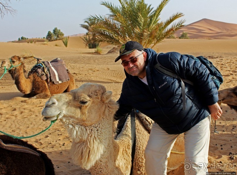 Сахара и я посередине на белом верблюде