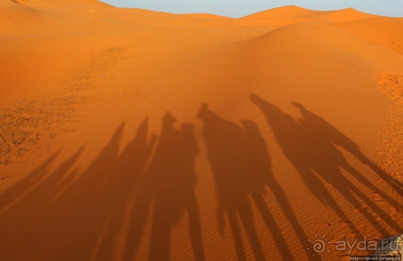 Сахара и я посередине на белом верблюде