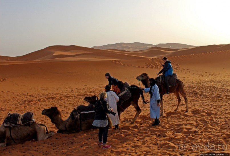 Сахара и я посередине на белом верблюде