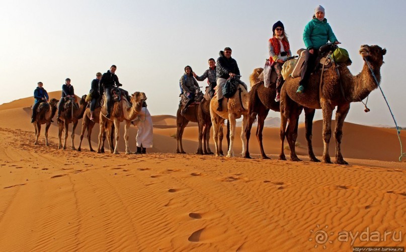 Сахара и я посередине на белом верблюде
