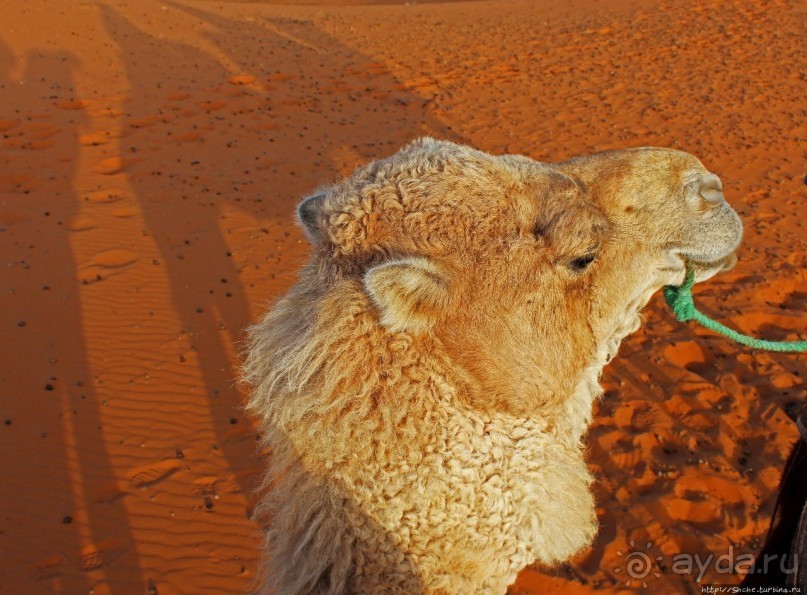 Сахара и я посередине на белом верблюде