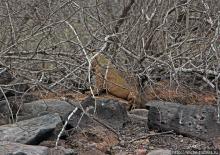 Галапогосы. Остров Санта Фе. Этап 1 — пешеходная прогулка