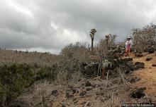 Галапогосы. Остров Санта Фе. Этап 1 — пешеходная прогулка