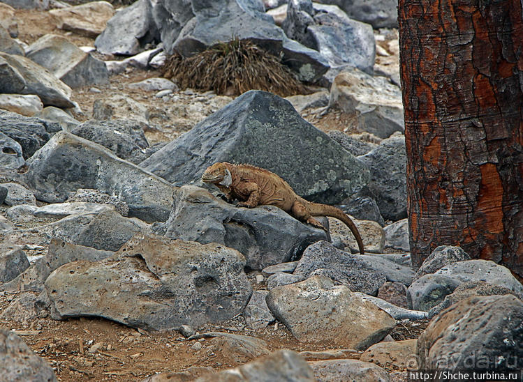 Галапогосы. Остров Санта Фе. Этап 1 — пешеходная прогулка