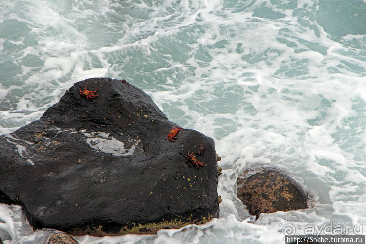 Галапогосы. Остров Санта Фе. Этап 1 — пешеходная прогулка