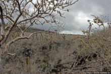 Галапогосы. Остров Санта Фе. Этап 1 — пешеходная прогулка