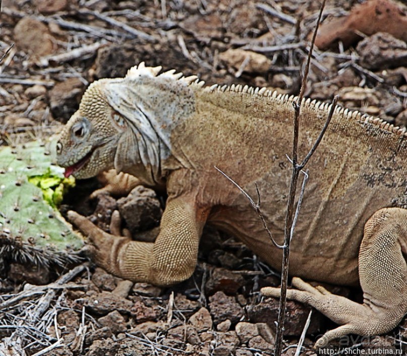 Галапогосы. Остров Санта Фе. Этап 1 — пешеходная прогулка