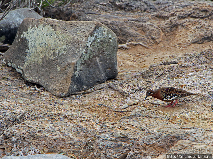 Галапогосы. Остров Санта Фе. Этап 1 — пешеходная прогулка