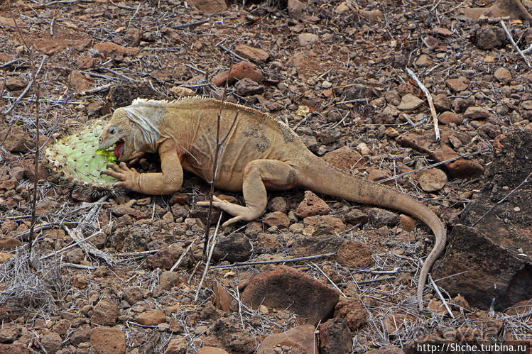 Галапогосы. Остров Санта Фе. Этап 1 — пешеходная прогулка