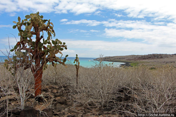 Галапогосы. Остров Санта Фе. Этап 1 — пешеходная прогулка
