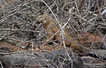 Галапогосы. Остров Санта Фе. Этап 1 — пешеходная прогулка