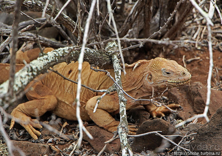 Галапогосы. Остров Санта Фе. Этап 1 — пешеходная прогулка