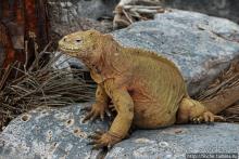 Галапогосы. Остров Санта Фе. Этап 1 — пешеходная прогулка